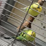 Eş Muhabbet Kuşu Erkek Konuşuyor