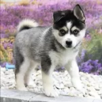 Sibirya Kurdu Köpekler