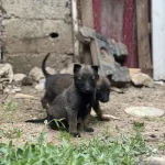 Son Üç Yavru Malinois Yer Kmaraş