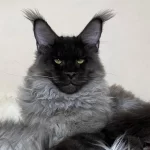 Show Kalite Sçr Belgeli Maine Coon Yavrularımız