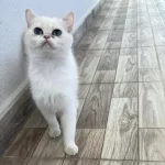 Pamuk Prenses Kedimiz