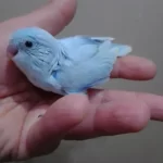 Pastel Turkuaz Forpus Erkek Cep Papağanı