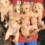 Koca Kafa Baby Face Golden Retriever Yavruları