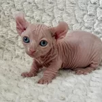 Erkek Dwelf Sphynx Kedi