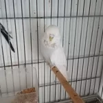 Muhabbet Kuşu Show Jumbo