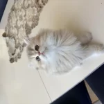 British Longhair Erkek Yavru