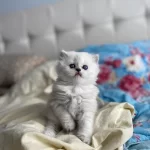 1 Buçuk Aylık Cinsiyeti Net Olarak Belli Olmayan Kedimiz