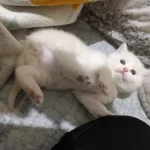 British Shorthair 40 Günlük Rezerveye Açık