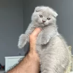 Ayı Surat Lilac Scottish Fold Bebek Teslime Hazır