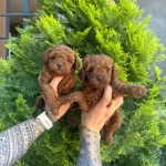 Orjinal Toy Poodle Yavrularımız