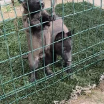 Safkan Belçika Malinois