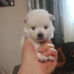 Pomeranian Bebeklerim