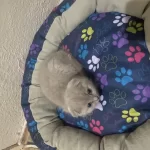 Scottish Fold Kedimiz