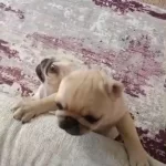 Pug Mops Yavrular İrk Sağlık Garantili