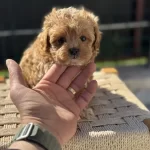 Petmode Köpek Çiftliğinde Ziyarete Açık Maltipoo
