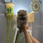 Pomeranian Boo Teddy Bear Yavrucuklar