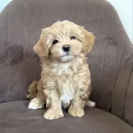 Maltipoo Yavrularımız Yeni Evlerini Bekliyor