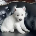 Beyaz Mavi Gözlü Husky Sibirya Yavruları