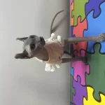 1 Yaş Dişi Sfenks Kedimiz