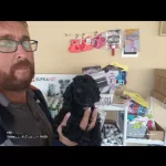 Bitter Çikolatalı Poodle