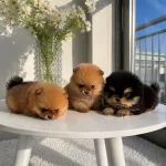 Güvenilir Teslim Pomeranian Boo Bebekler