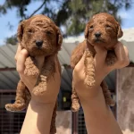 Kore Poodle Çok Sevimli Yavrular