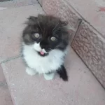 Yavru Scottish Fold Kedisi
