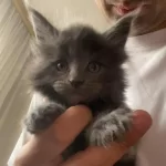 Dev Xxxl Kan Maine Coon Yavrular