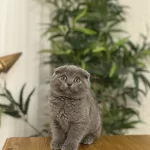 Sevimli Scottish Fold Yavrularim