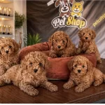 Süper Kalite Toy Poodle Yavrular Ankara Mağazamizda