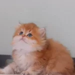Safkan British Longhair Erkek