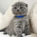 Scottish Fold Gri Yavrularim