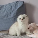 Scottish Fold Point Dişi