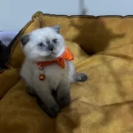 Scottish Fold Dişi Yavrumuza Yuva (uyguna)