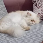 İran Kedisi 4 Yaşında Dişi