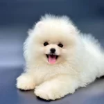 Safkan Pomeranian Boo Bebekler