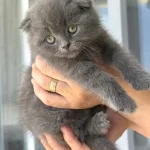 Scottish Fold Yavrularımız