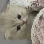 Güzel Bebek Kedilerime Güzel Aile Ariyorum