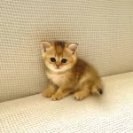 Golden Ny25 Altın Sarısı Zümrüt Gözlü British Shorthair