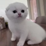 Top Kafa Safkan Scottish Fold