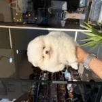 Ukrayna Doğumlu Pomeranian Yavrular