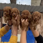 Toy Poodle Yavrularımız
