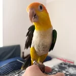 Full Evcil Maskot Caique