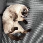 Scottish Fold Blue Point