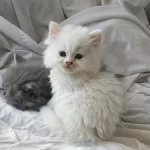 Yavru British Longhair (uzun Tüylü)
