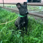 A Kalite Arayana Full Aşılı Erkek Malinois Yavru