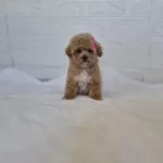 Maltipoo Yavrularımız