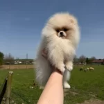 Pomeranian Yavrularımız Teslime Hazır