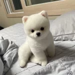 İrk Ve Sağlik Garantili Pomeranian