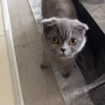 10 Aylık Dişi Scottish Fold